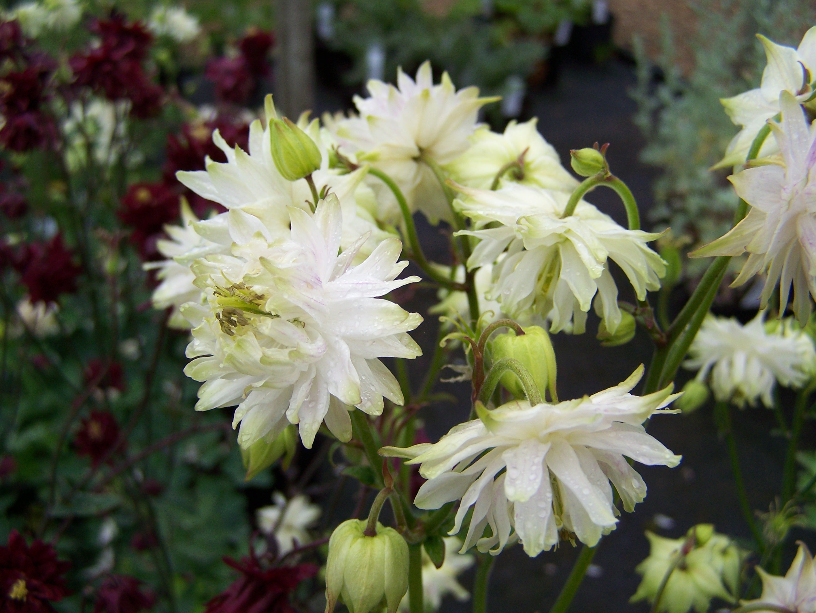 Aquilegia vulgaris var. stellata 'White Barlow'